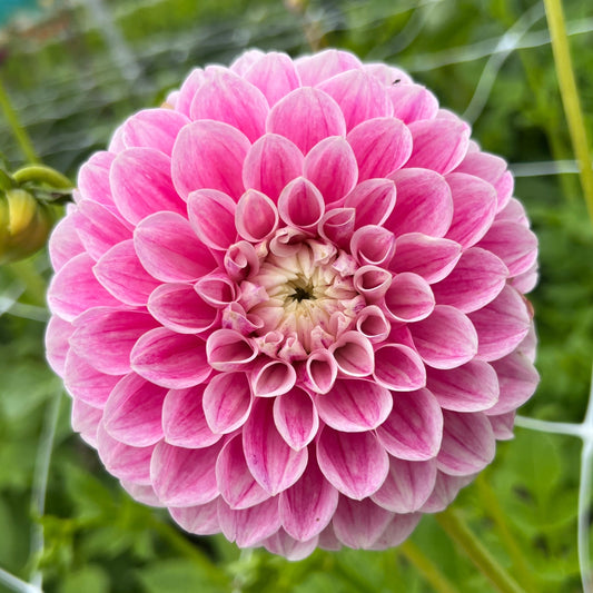Dahlia Marshmallow Baby