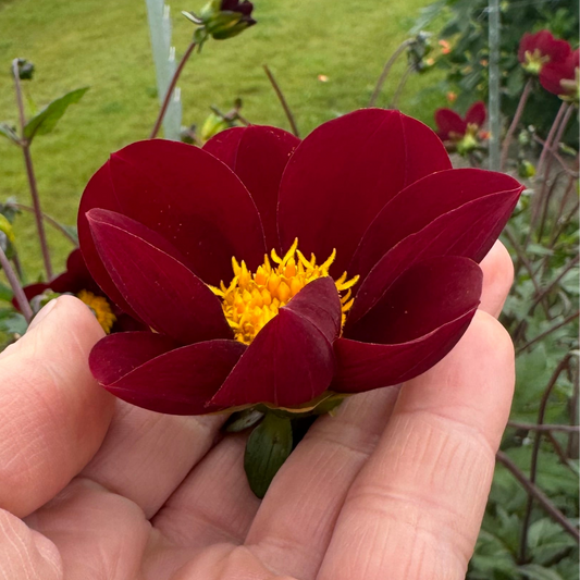 Dahlia Mexican Star