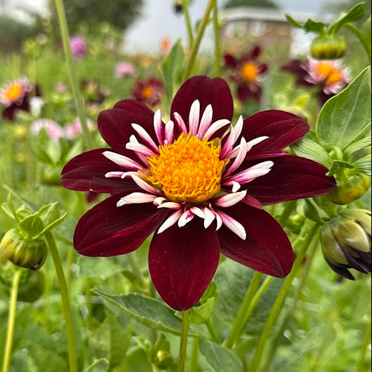 Dahlia Night Butterfly