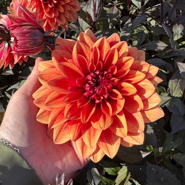 Dahlia Prince André Nyhet!