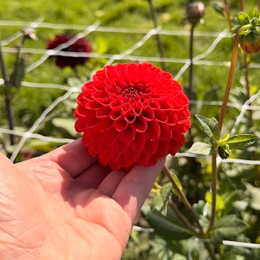 Dahlia Salsa Nyhet!