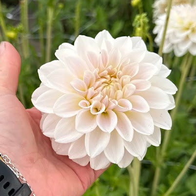 Dahlia Silver Antiqua