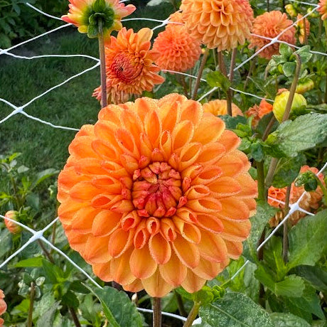 Dahlia Souvenir D'ete Nyhet!