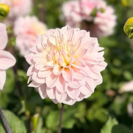 Dahlia Sweet September Nyhet!