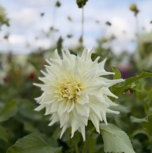 Dahlia Titan Albino Nyhet!