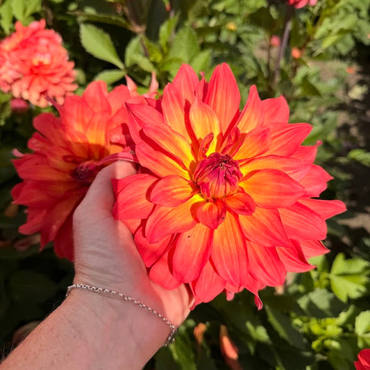 Dahlia Titan Lighthouse Nyhet!