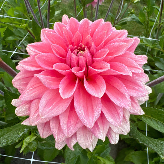 Dahlia Anne Claire