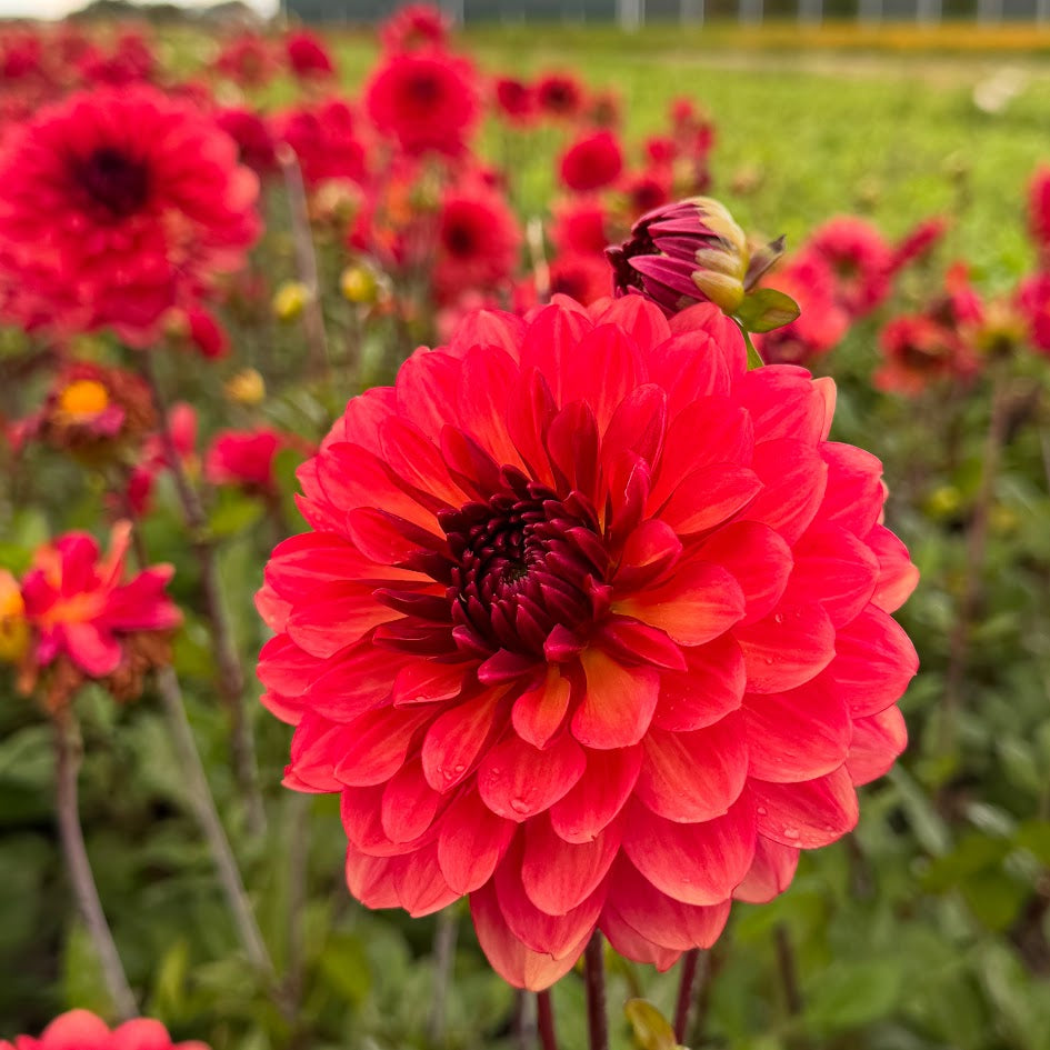 Dahlia Antibes