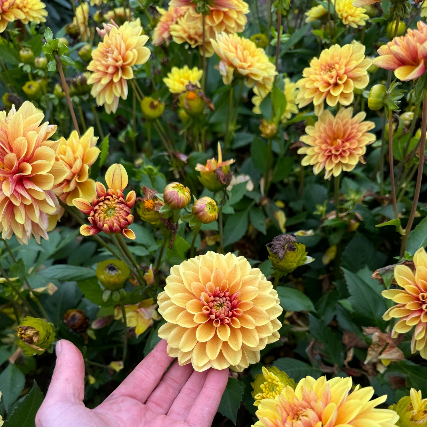 Dahlia Banana Team