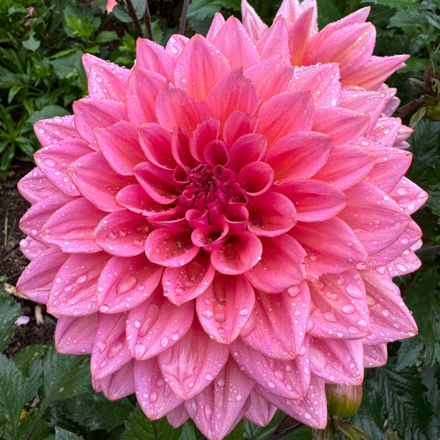 Dahlia Believers Dream
