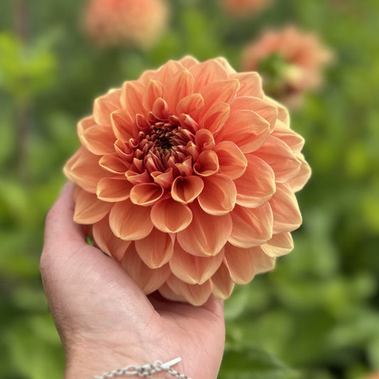 Dahlia Bizon Romance Nyhet Exclusiv!