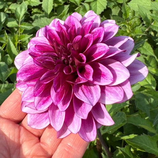 Dahlia Blue Bell Nyhet!