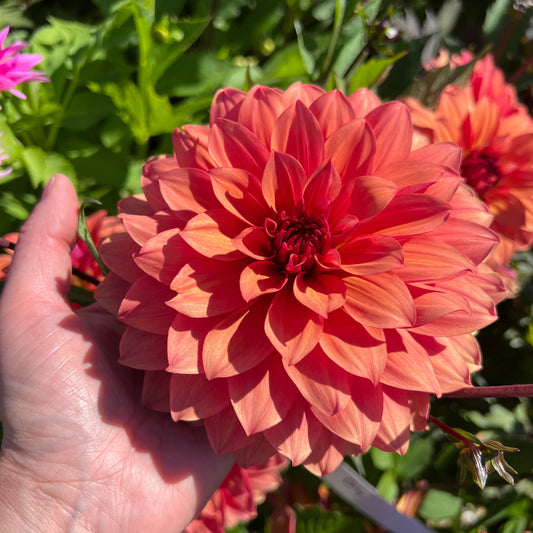 Dahlia Hug Me!