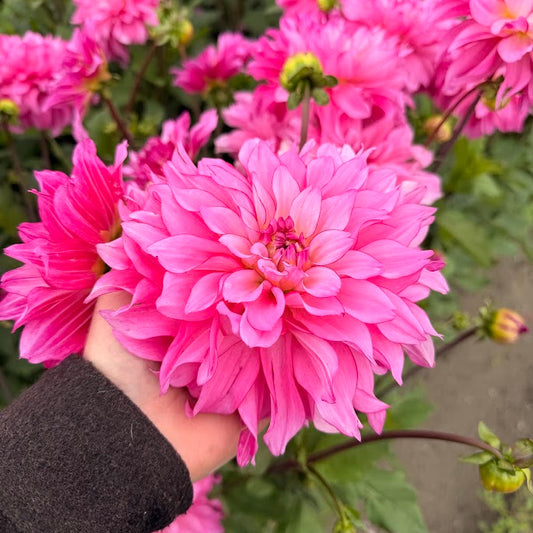 Dahlia Lizz Baaij Nyhet!