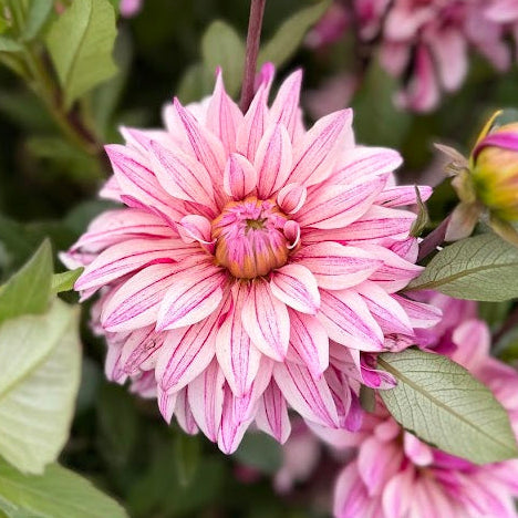 Dahlia Miya