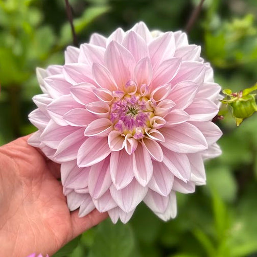 Dahlia Pink Twilight Nyhet!