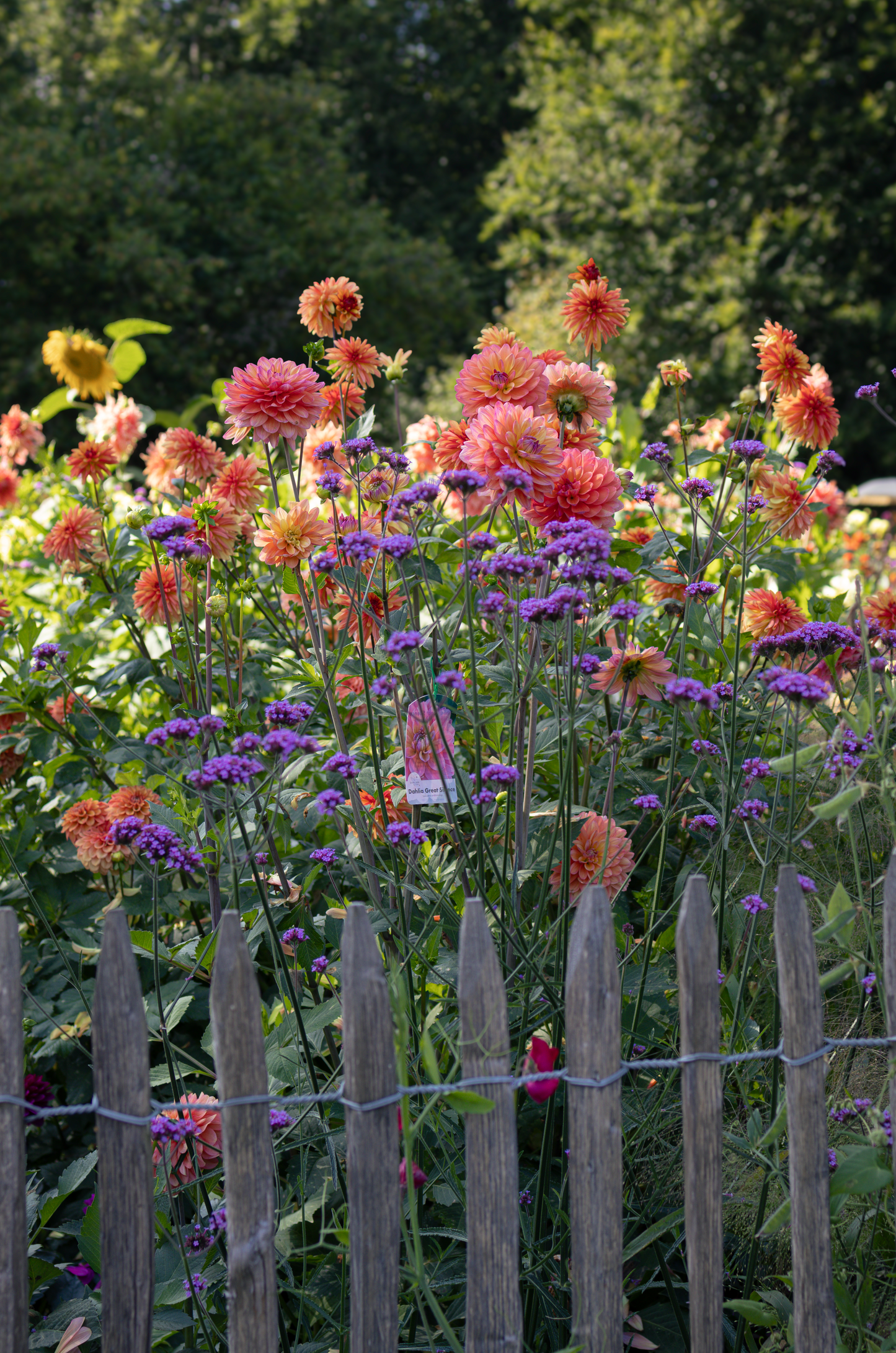 Dahliapussel – Bit för bit (1000 bitar) Nyhet!