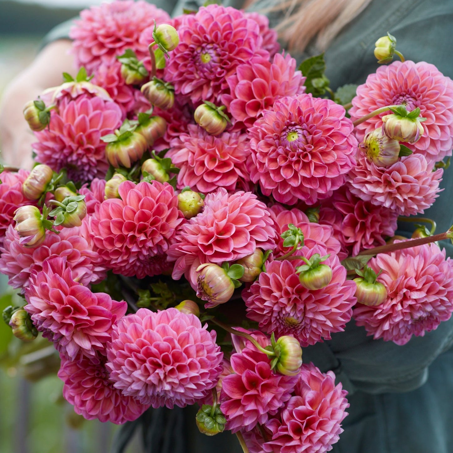 Dahlia Dikara Superb Nyhet!