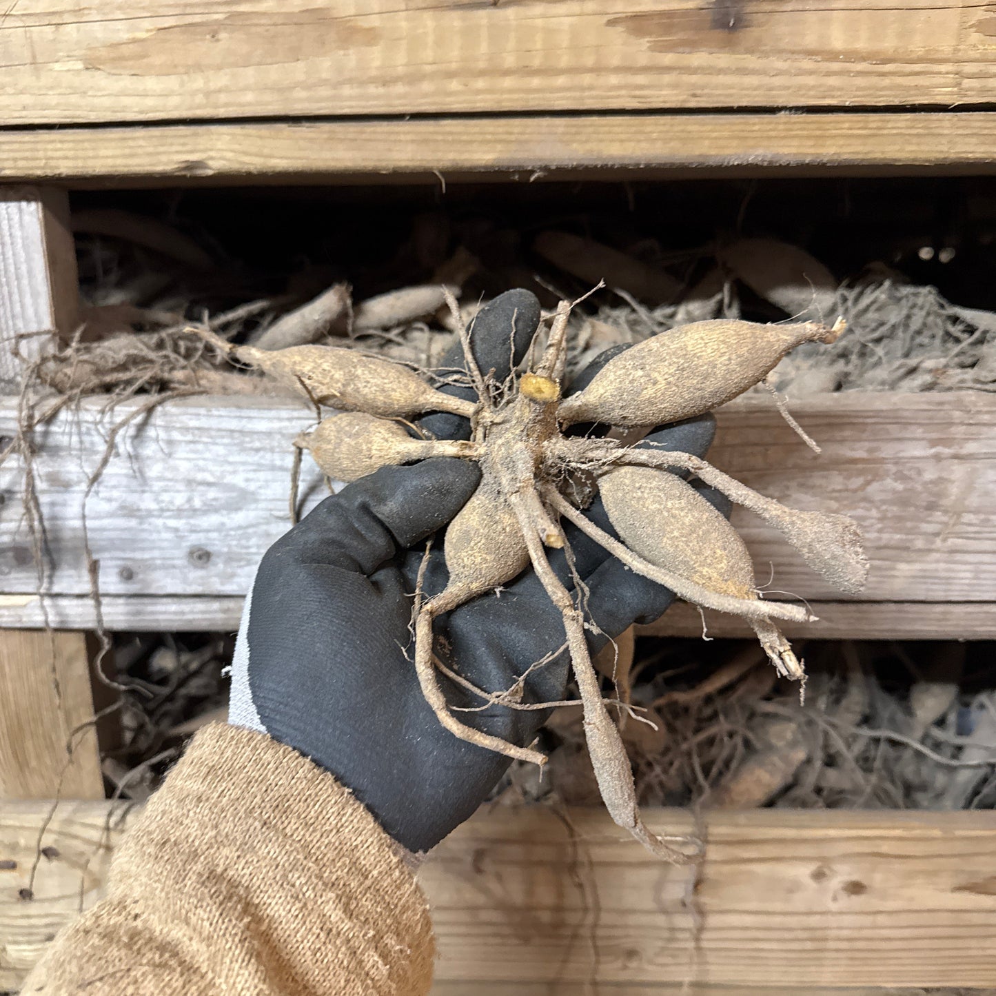 Dahlia Babylon Bronze