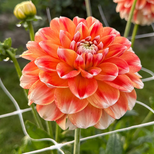 Dahlia Hapet Harmony