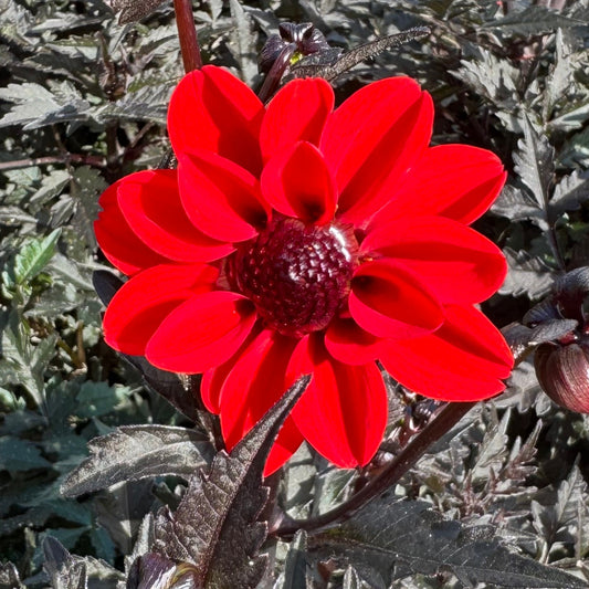 Dahlia Pulp Fiction®