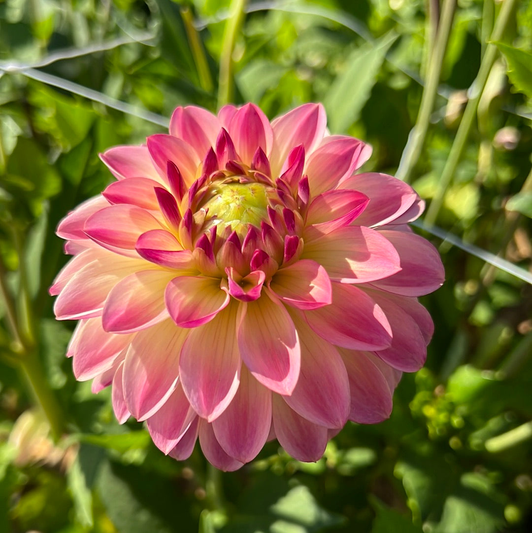 Dahlia Pure Happiness