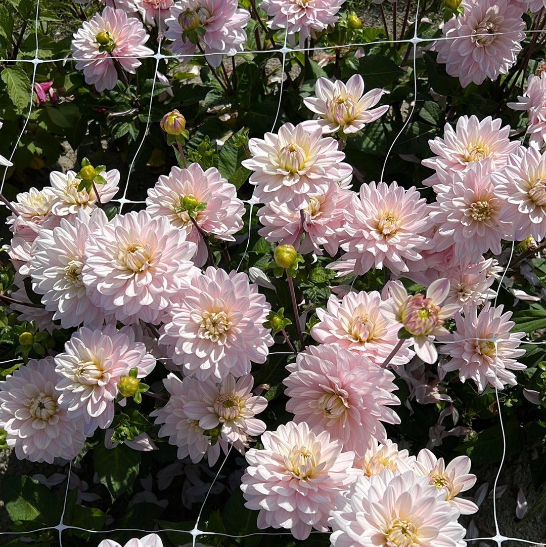 Dahlia Lady Kate Rose