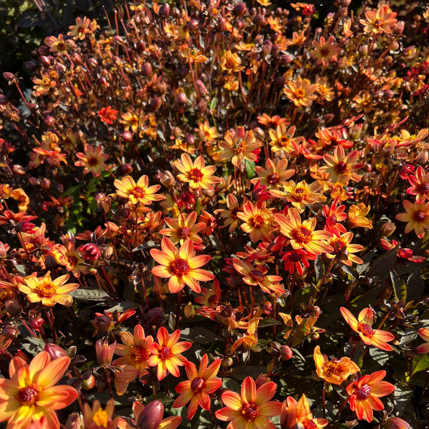 Dahlia Star Wars® Nyhet!