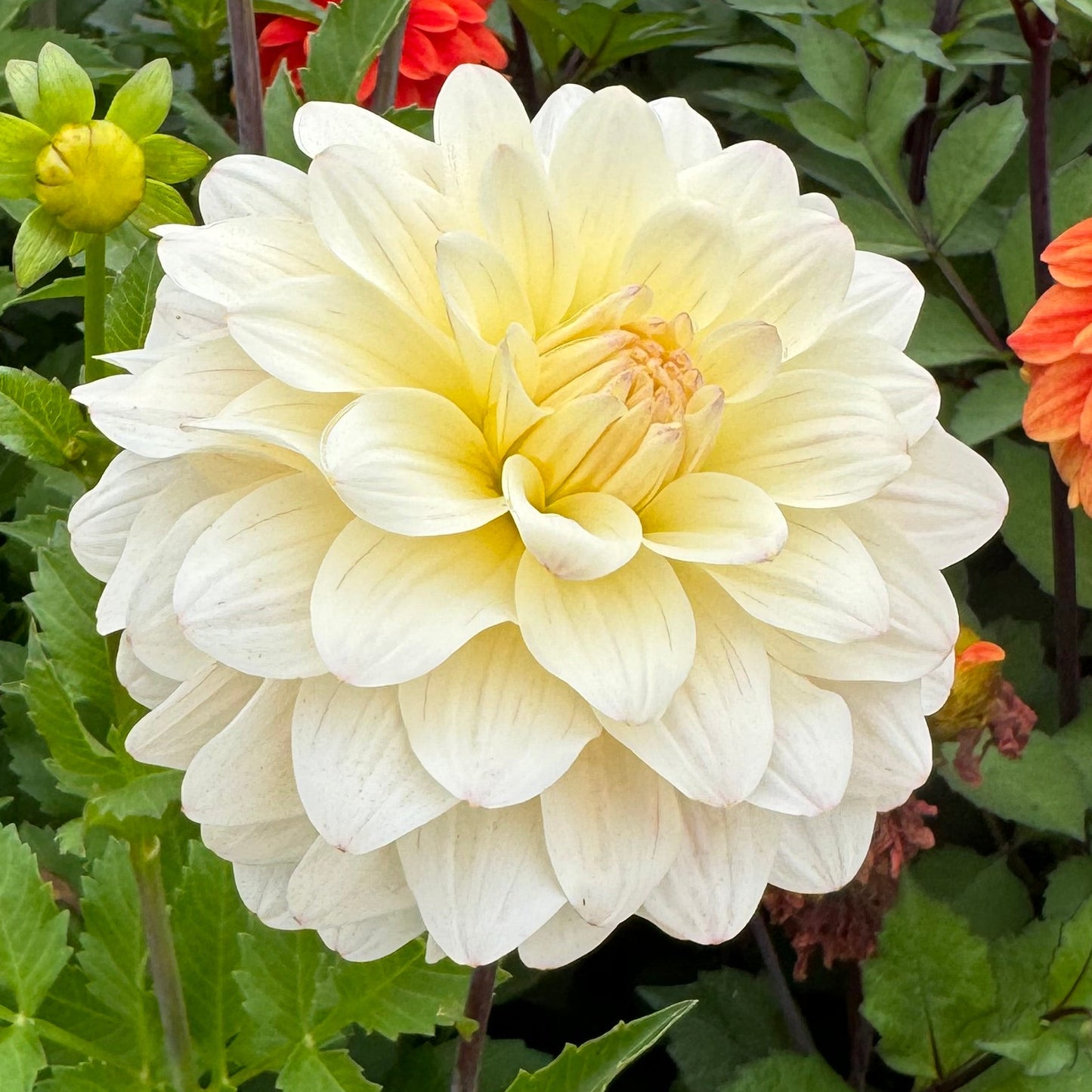 Dahlia LB-100 Moonstruck