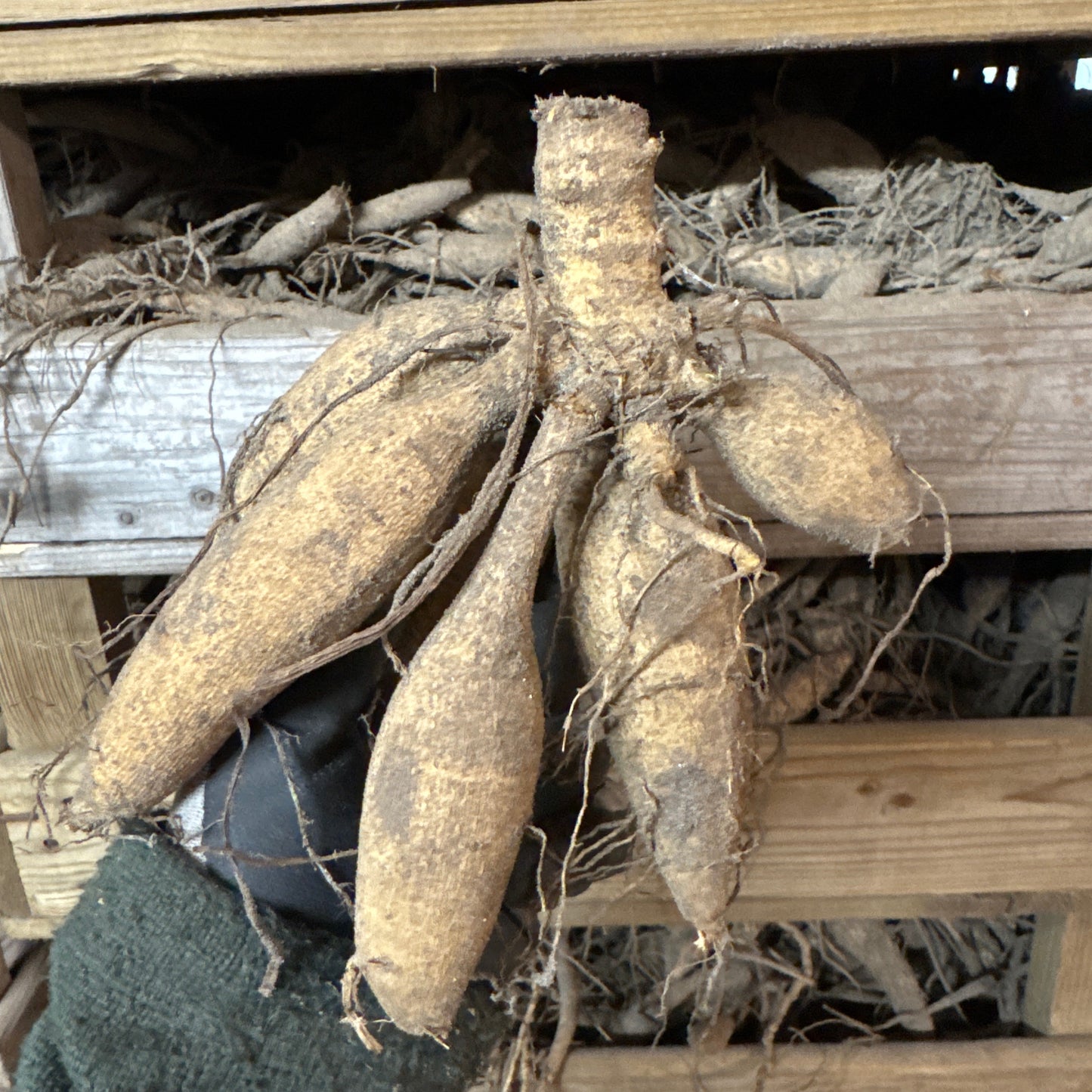 Dahlia Hapet Harmony