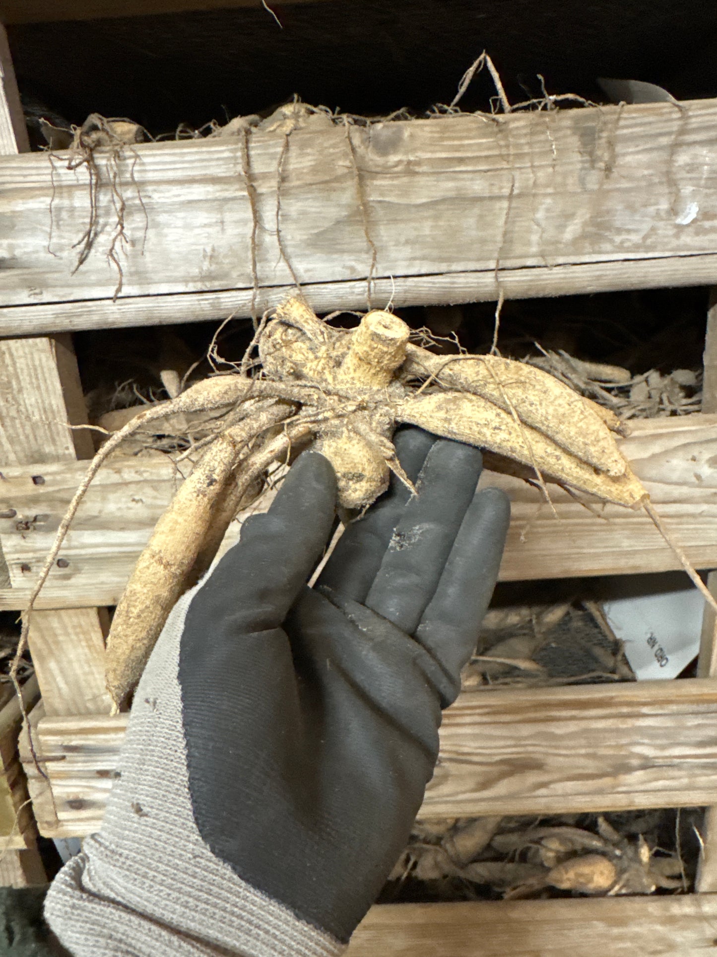 Dahlia White Emperor