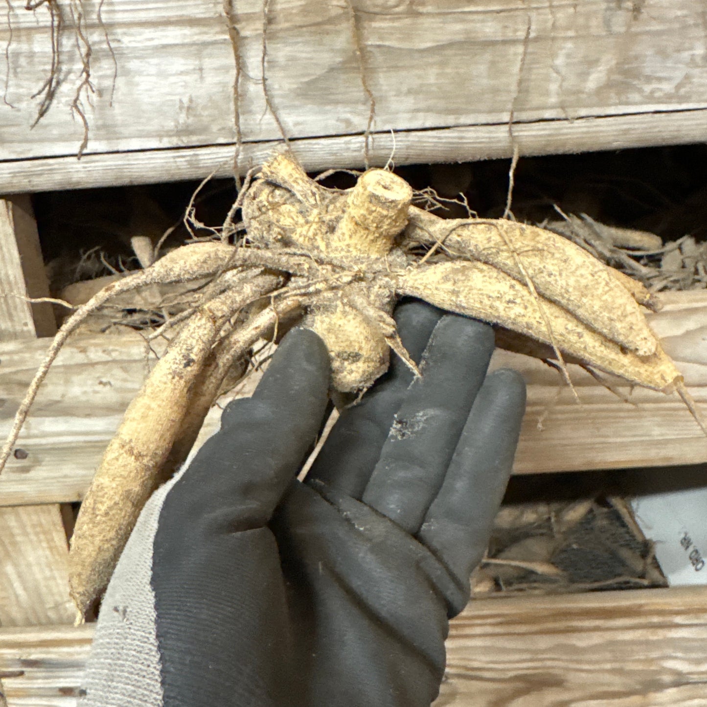 Dahlia White Emperor