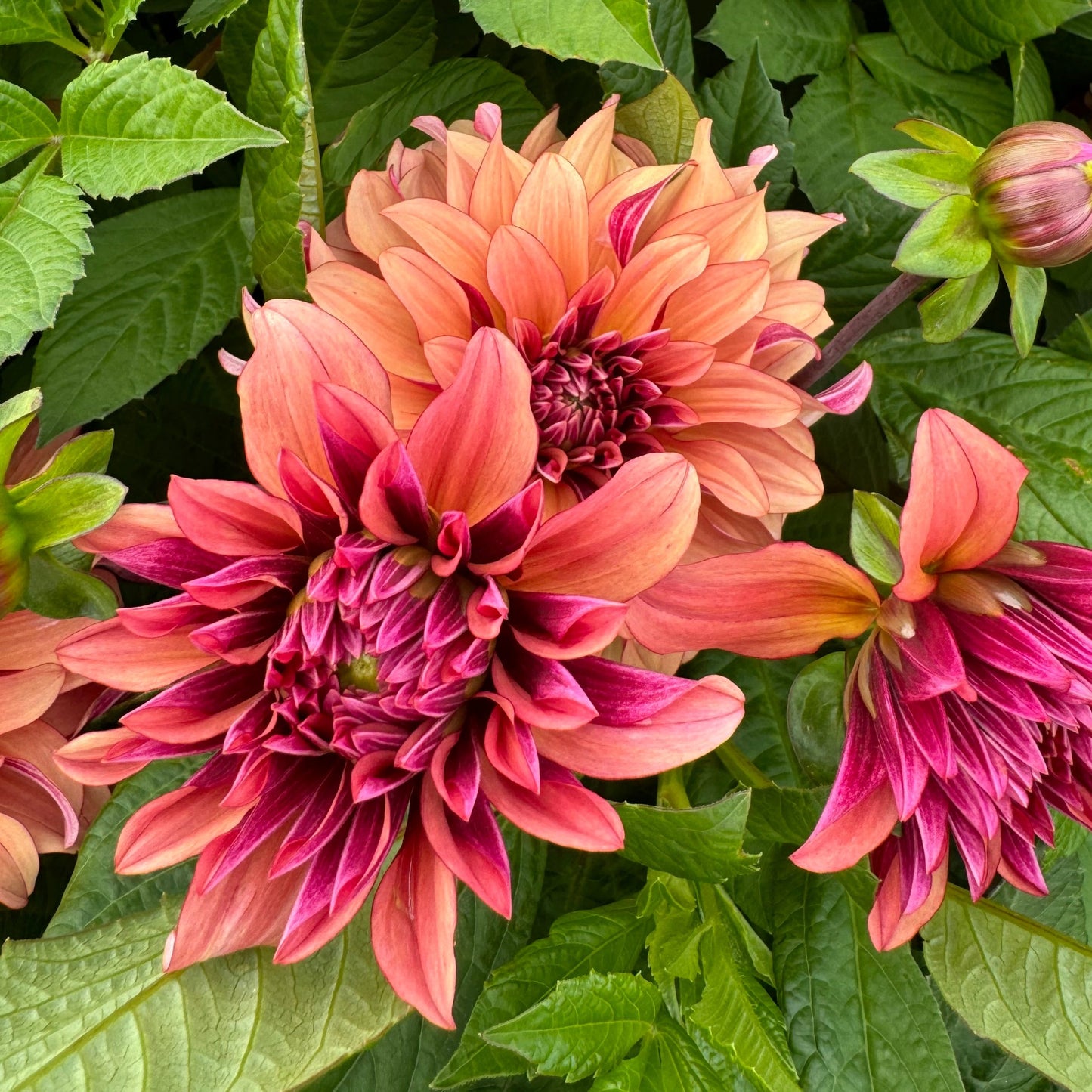 Dahlia Prince Charming Svenskodlad