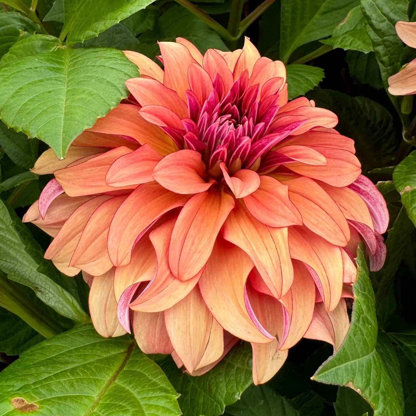Dahlia Prince Charming Svenskodlad