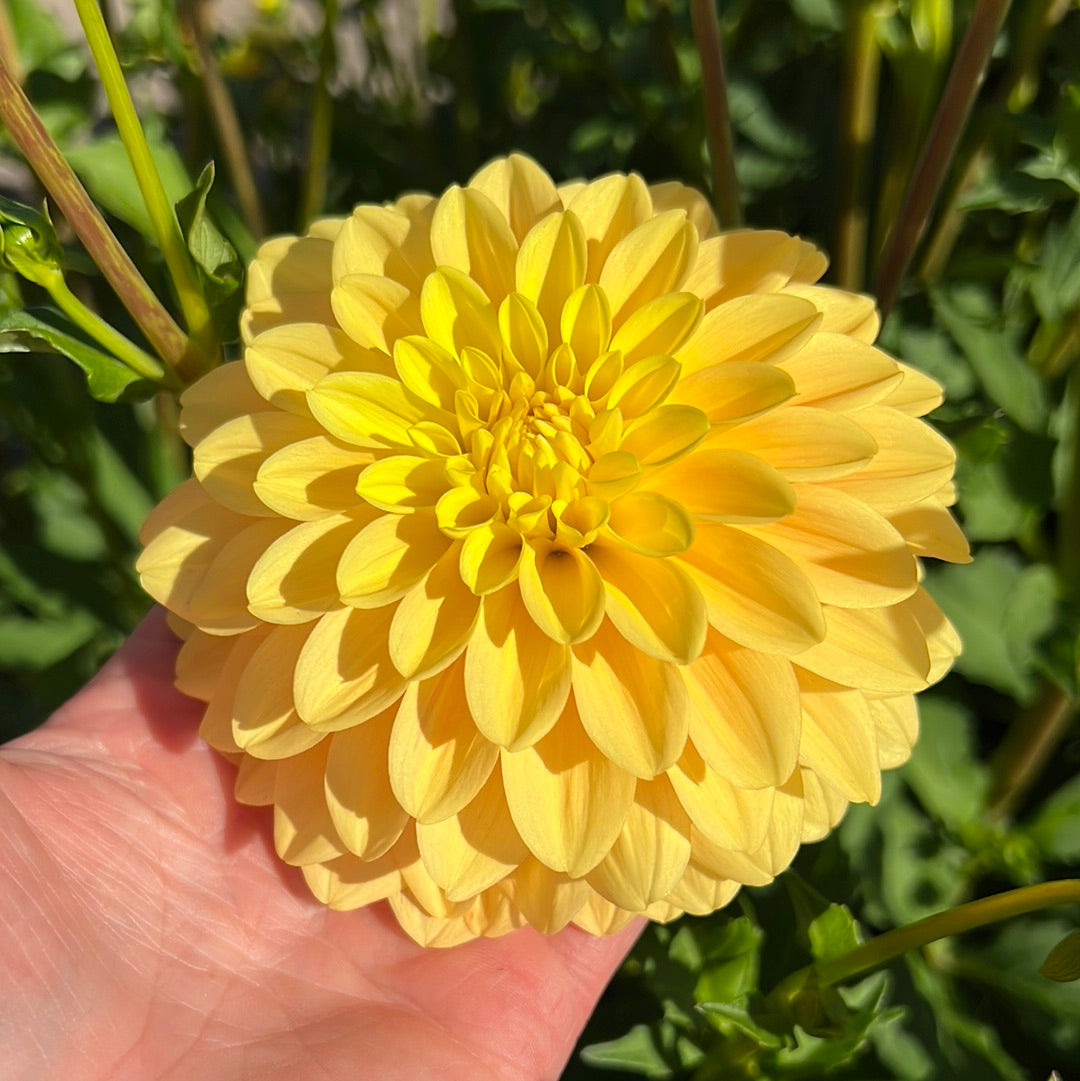 Dahlia Bocherell