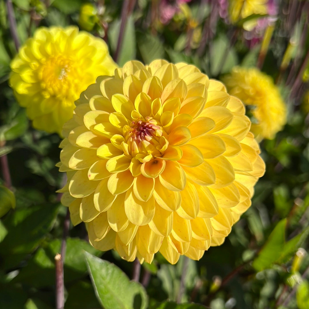 Dahlia Yellow Don Nyhet!