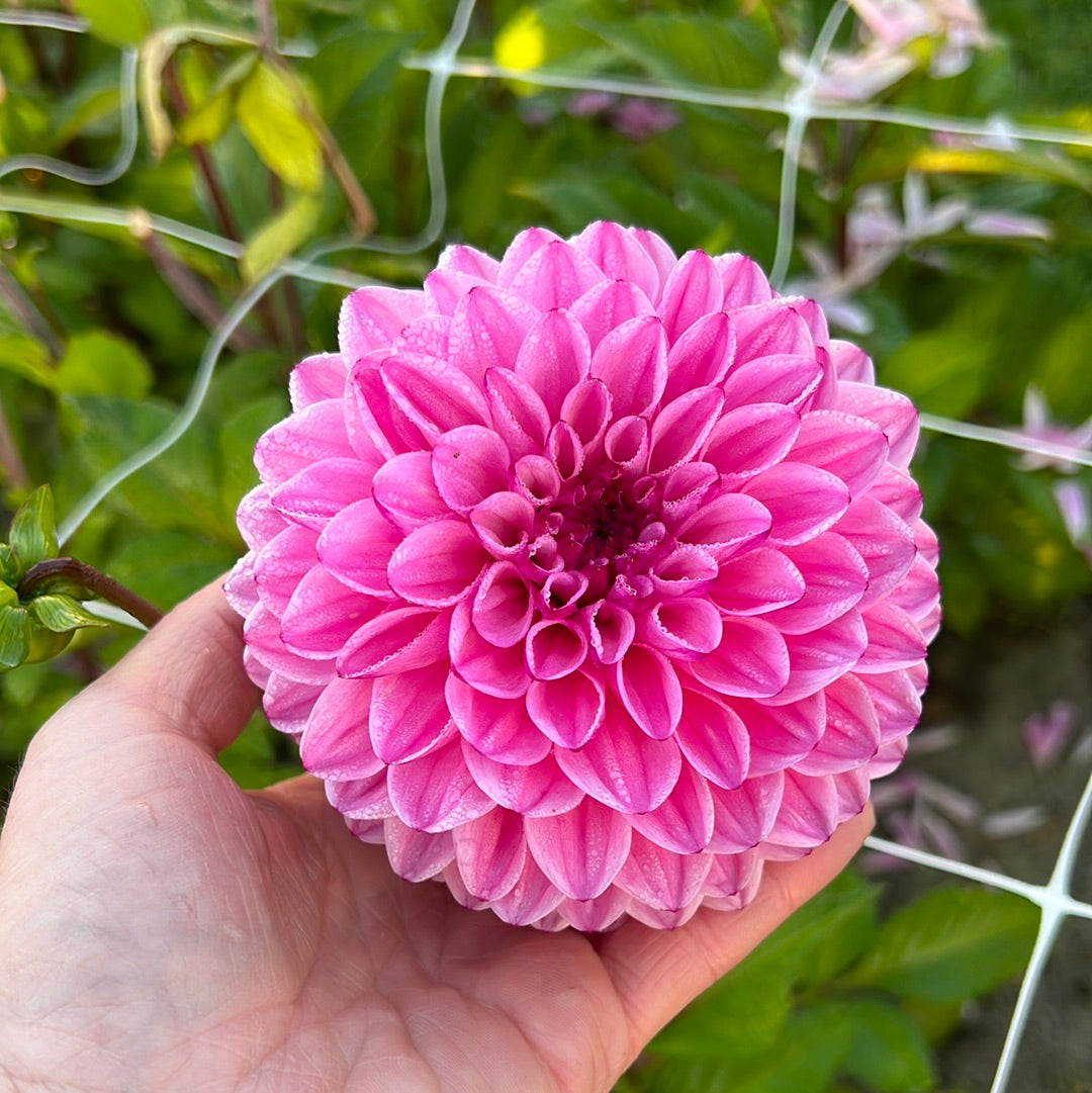 Dahlia Chicago Nyhet!