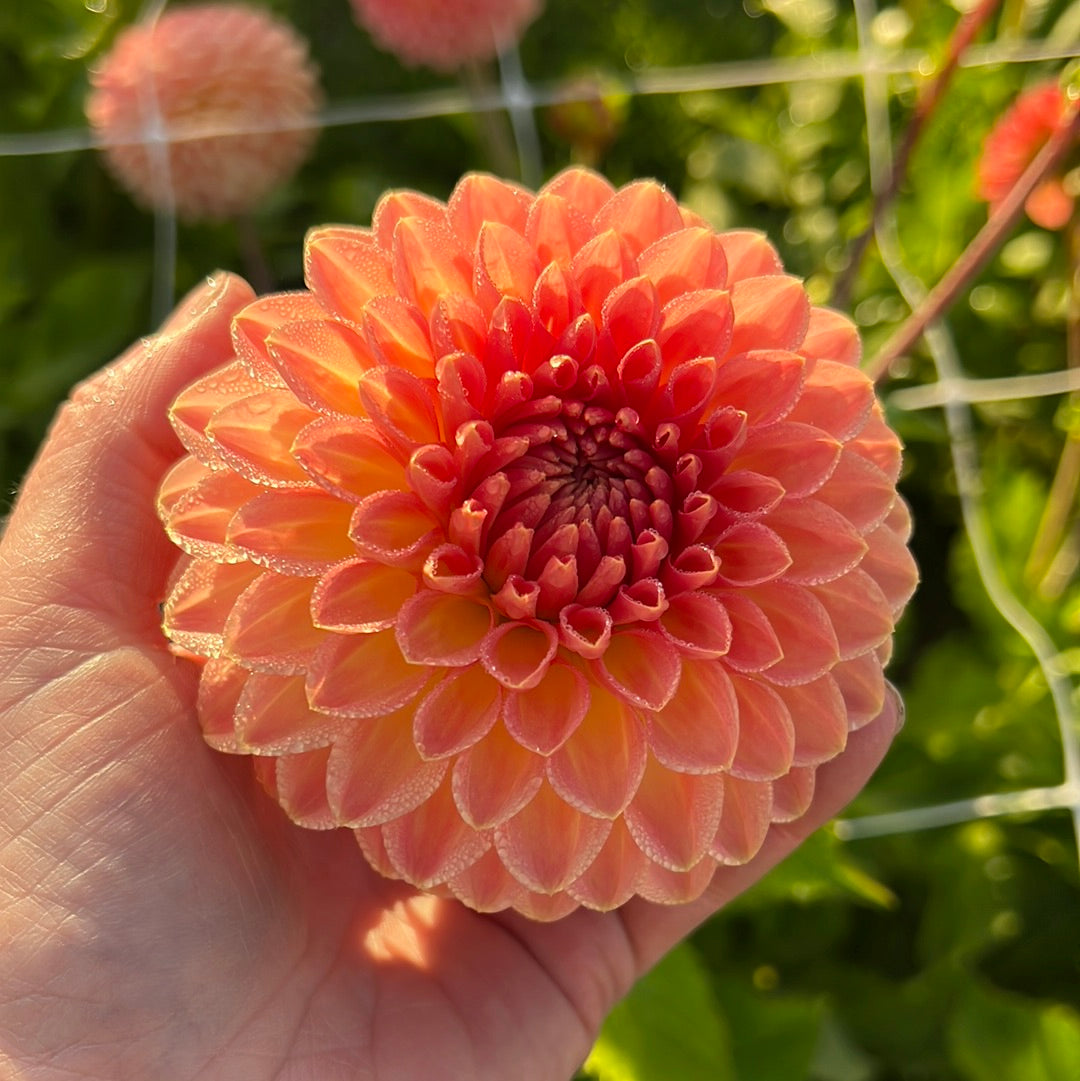 Dahlia Hillcrest Suffusion