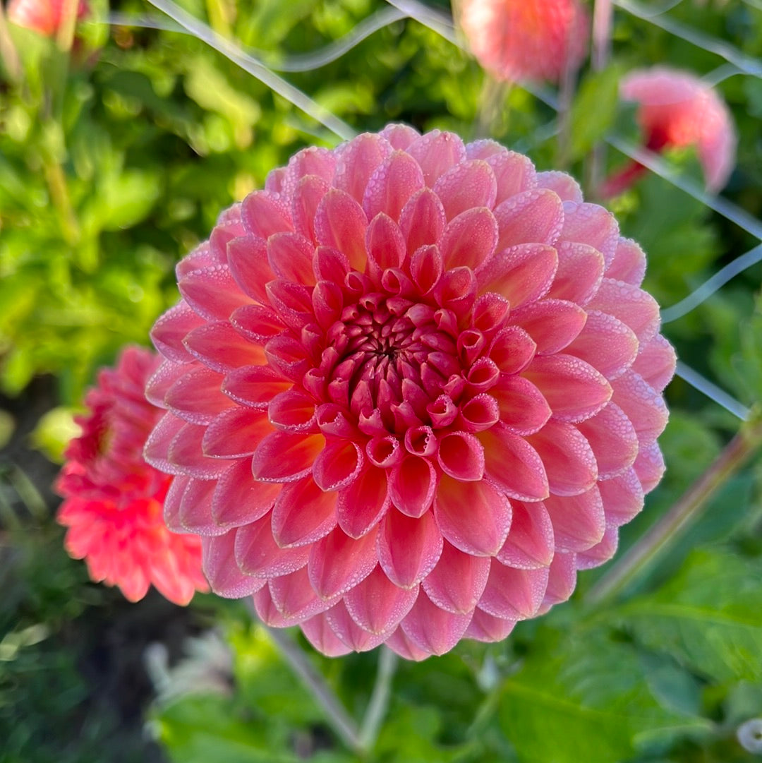 Dahlia Hillcrest Suffusion