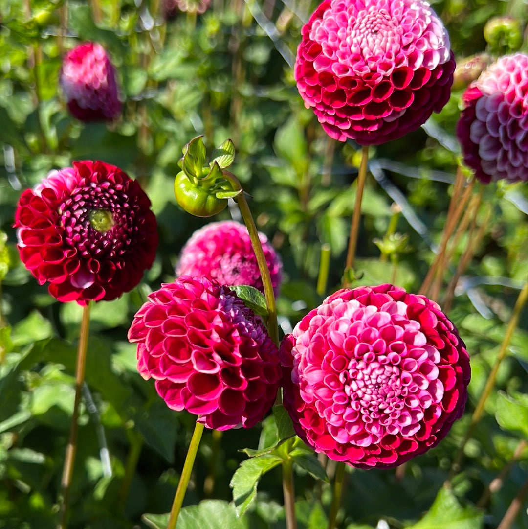 Dahlia Chick a Dee