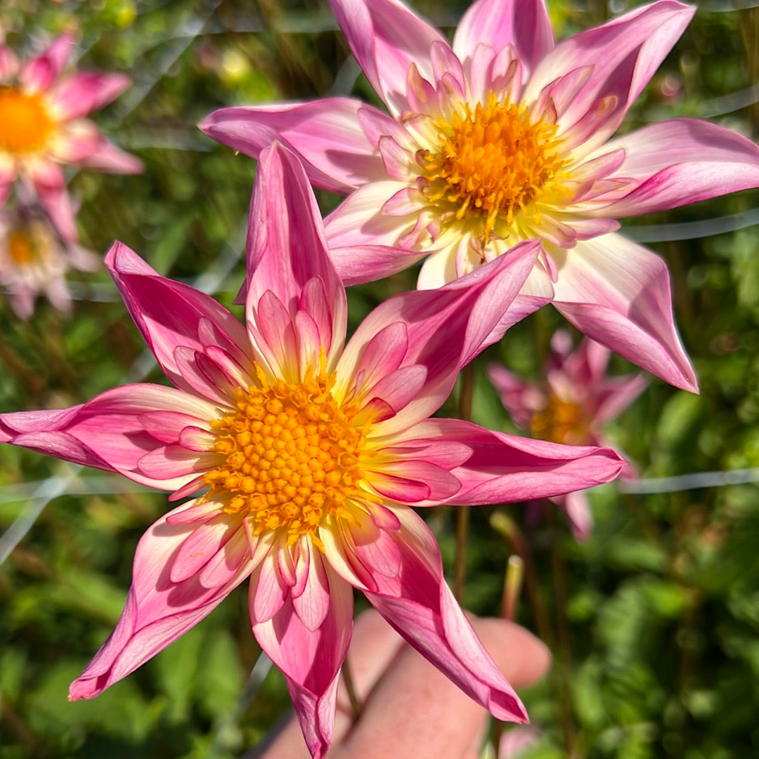 Dahlia Fancy Pants