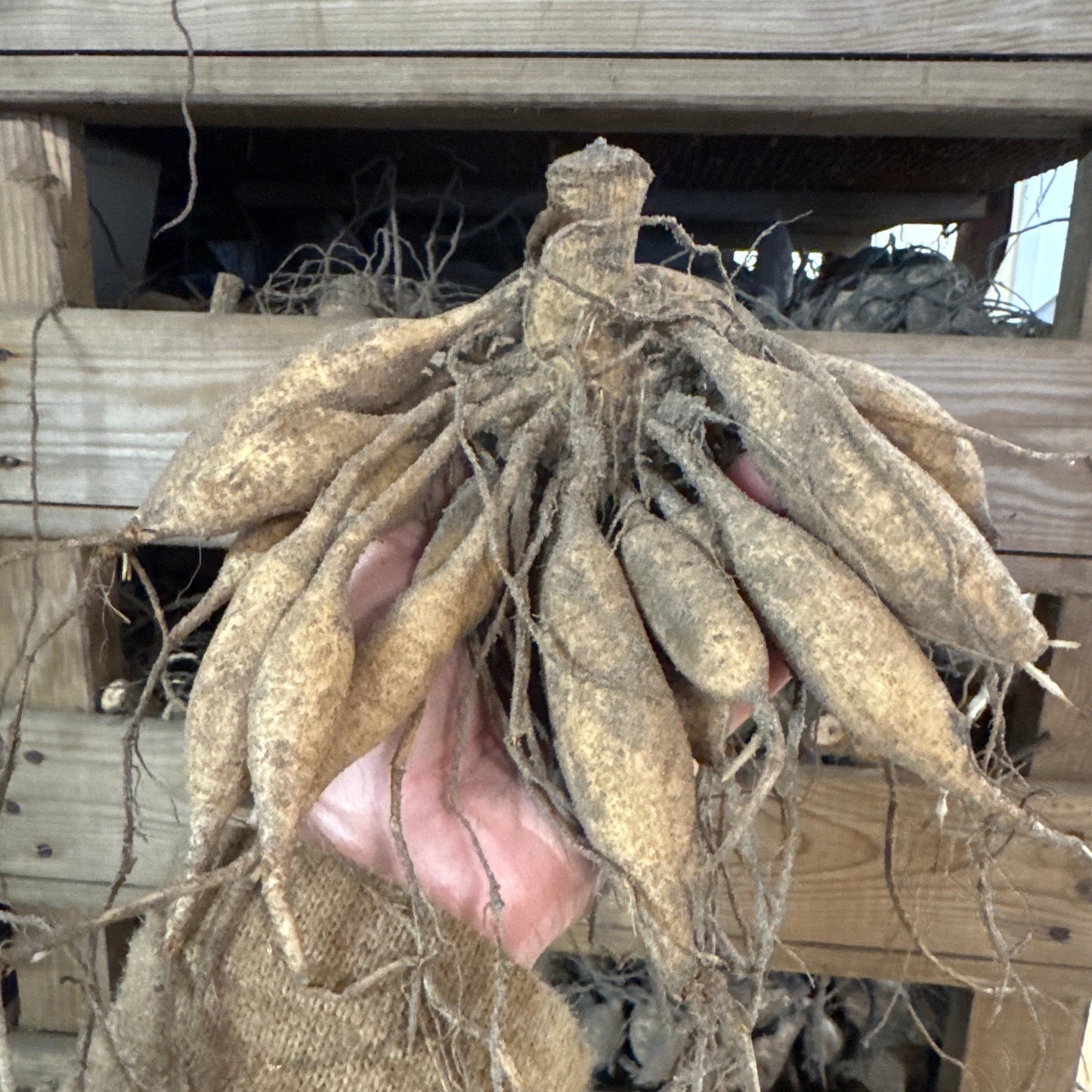 Dahlia Marshmellow Baby