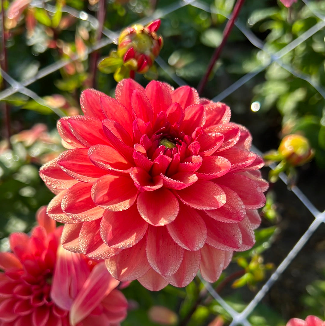 Dahlia Orange Girl