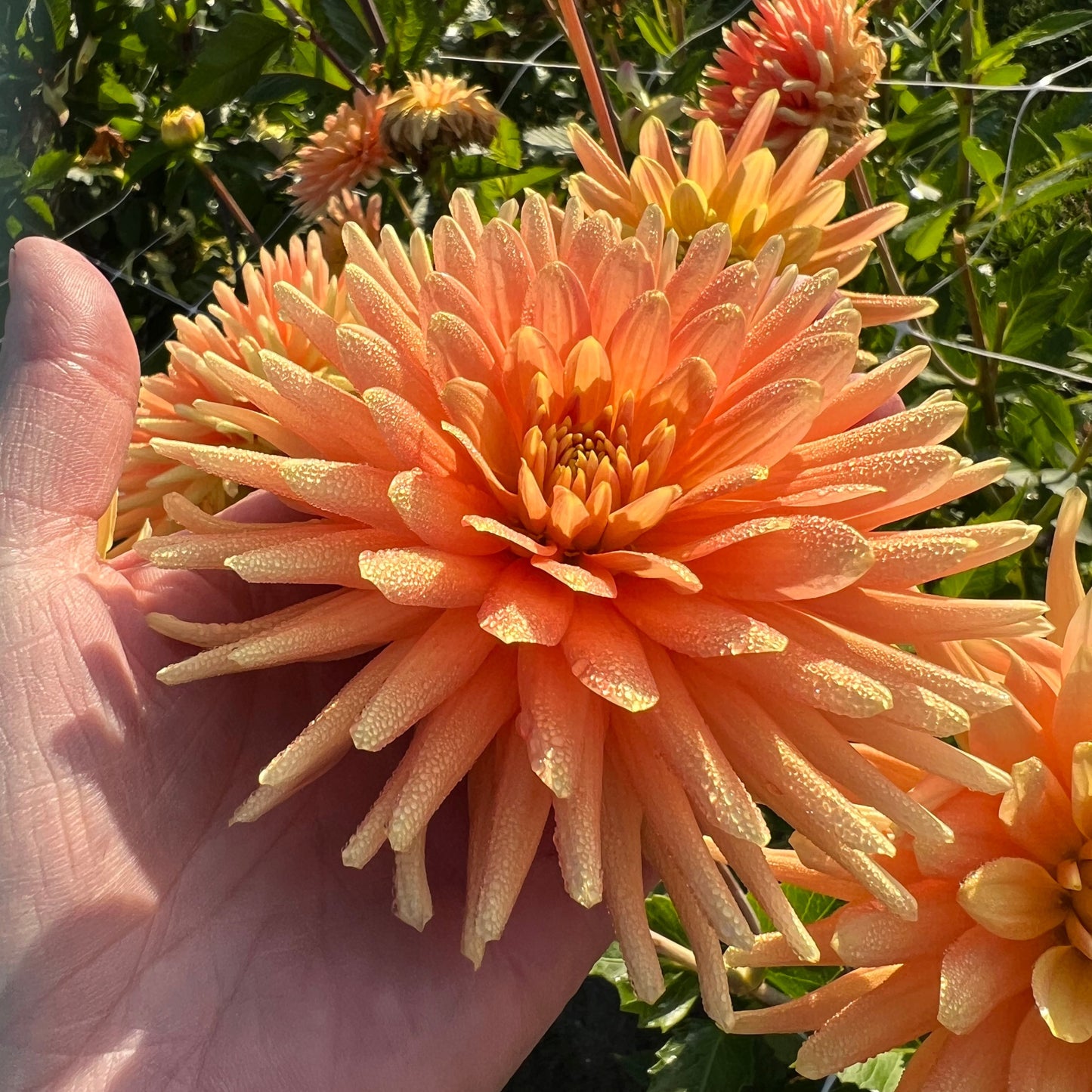 Dahlia P.G Wodehous