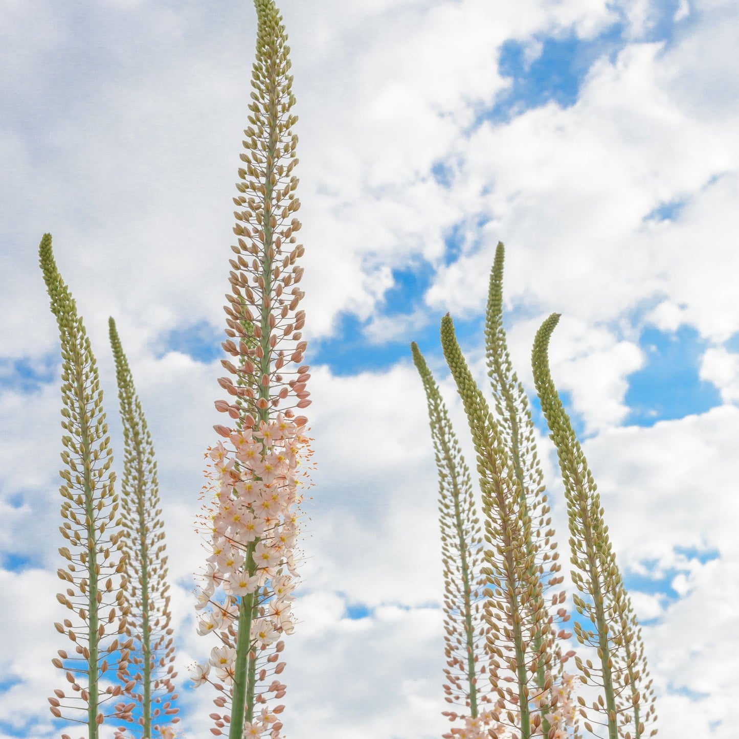 Eremurus Romance 1st