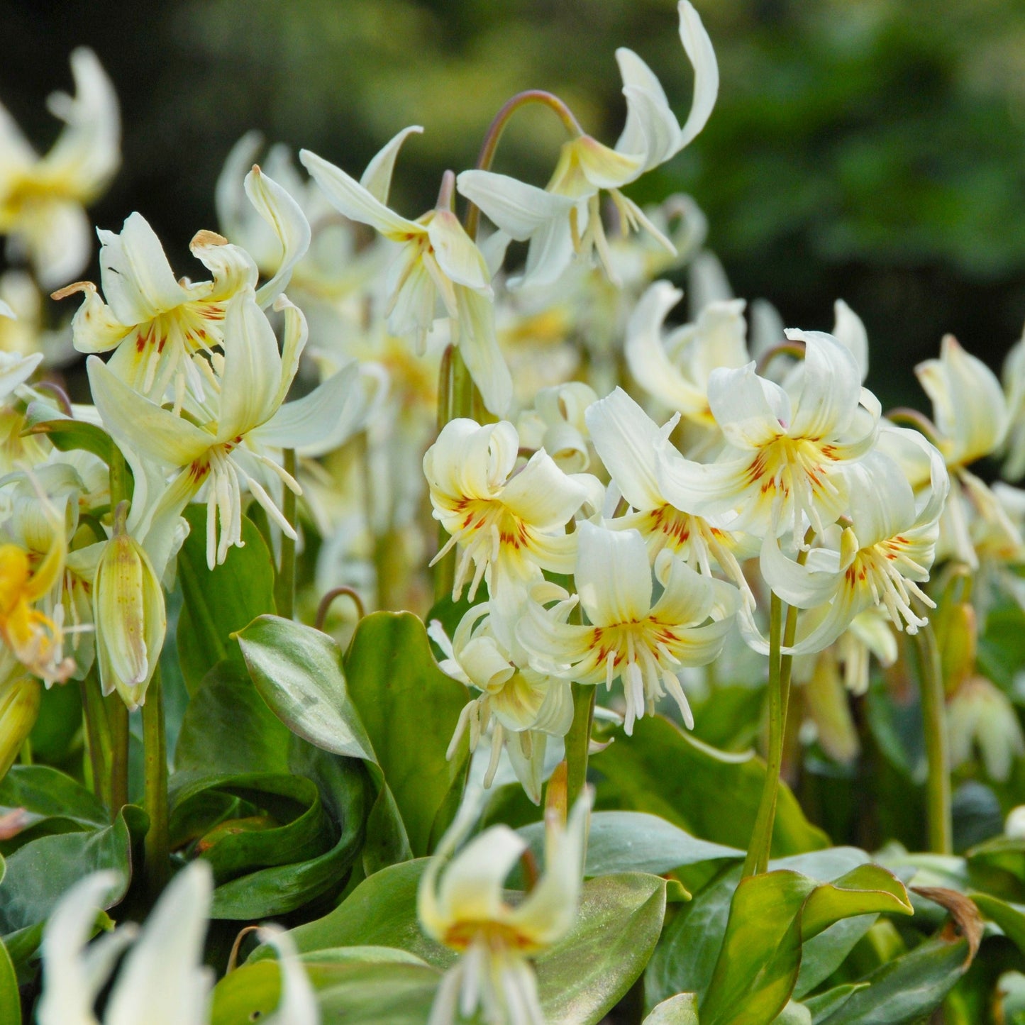 Erythronium White Beauty 3st