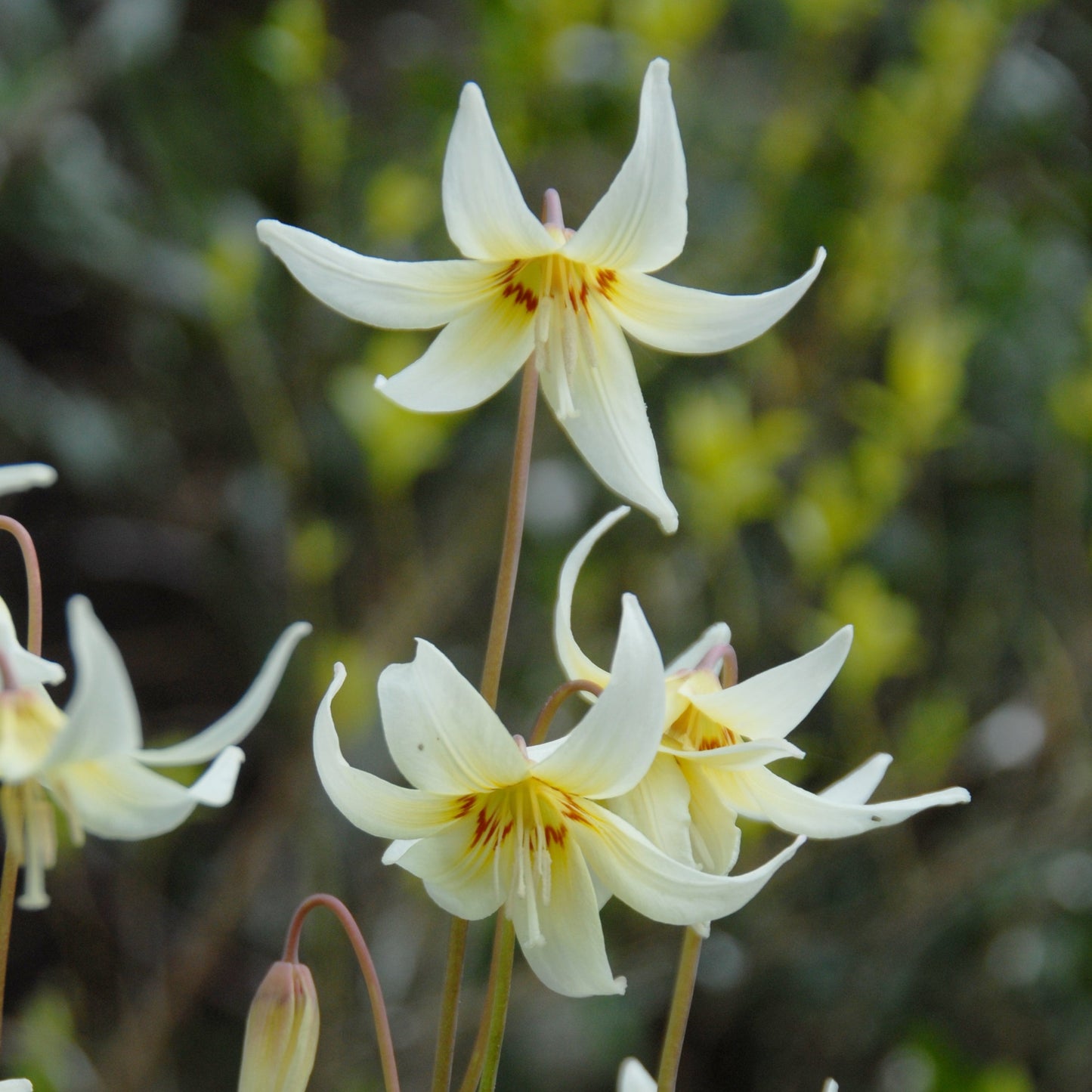 Erythronium White Beauty 3st