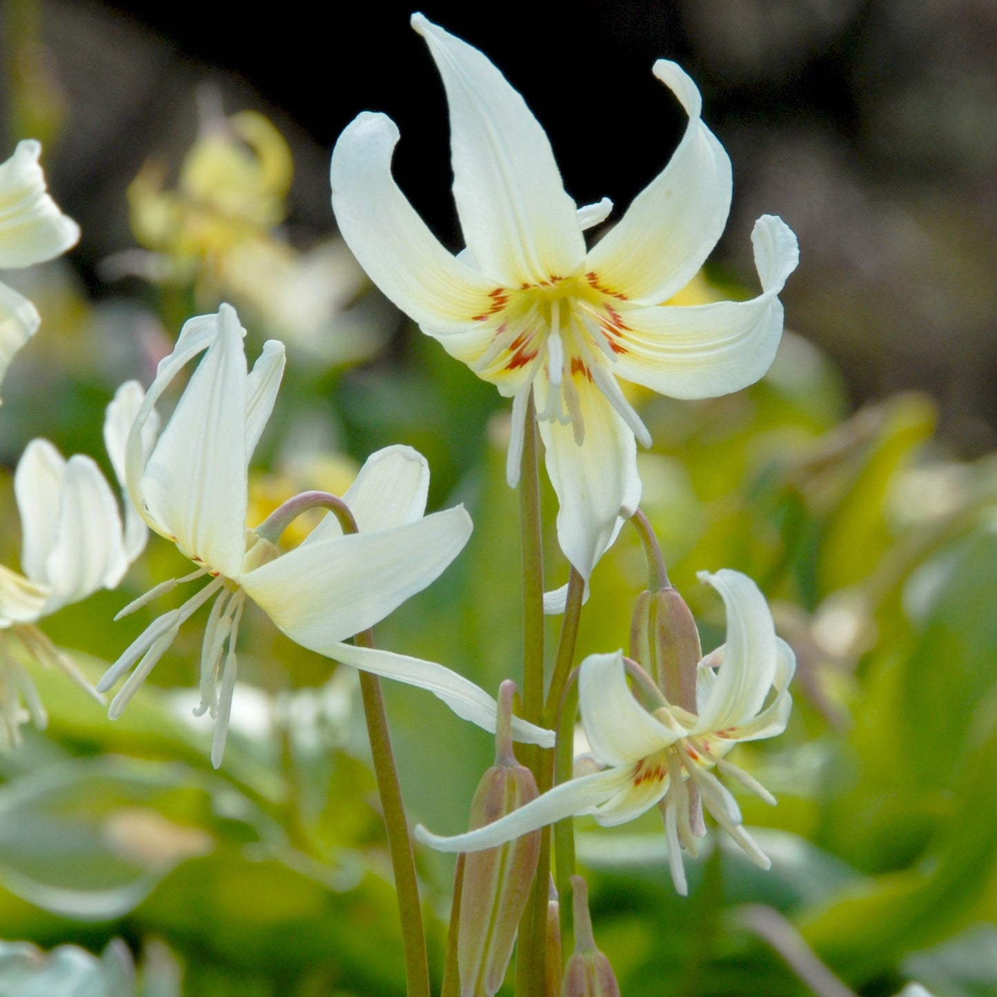 Erythronium White Beauty 3st