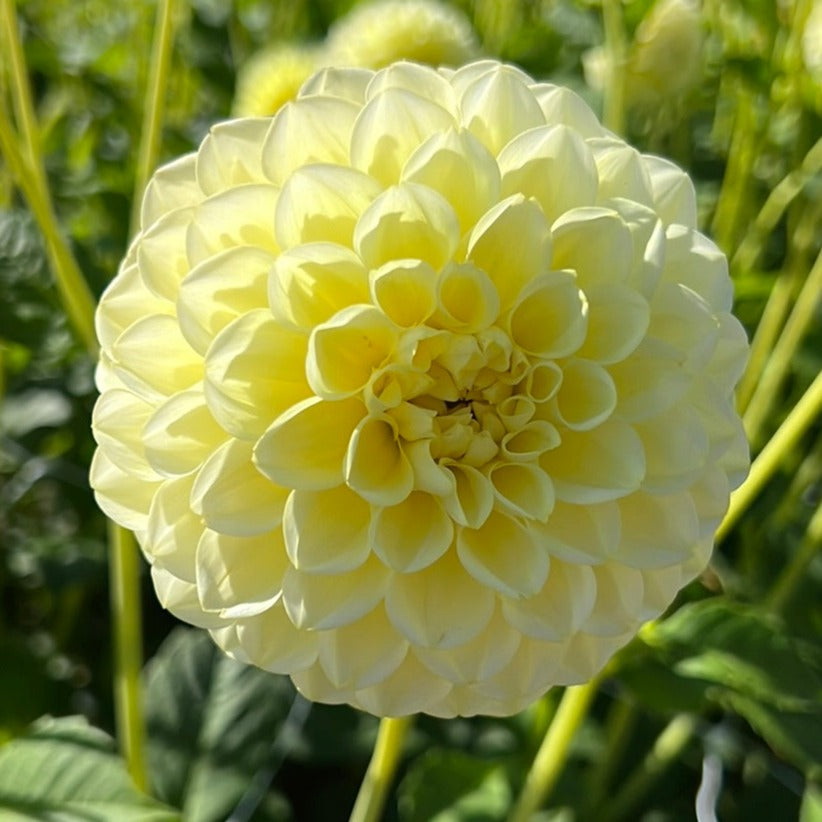 Dahlia Banana Baby