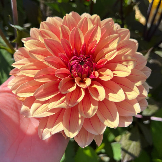 Dahlia Bee Honey Sweet Svenskodlad